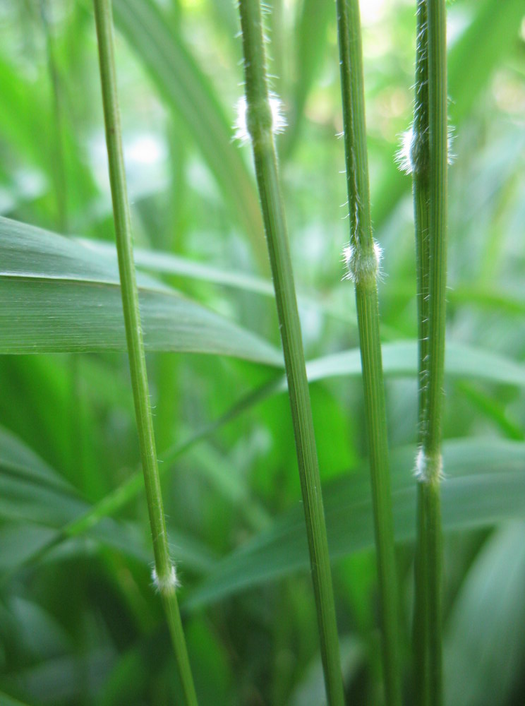 Image of Brachypodium sylvaticum specimen.