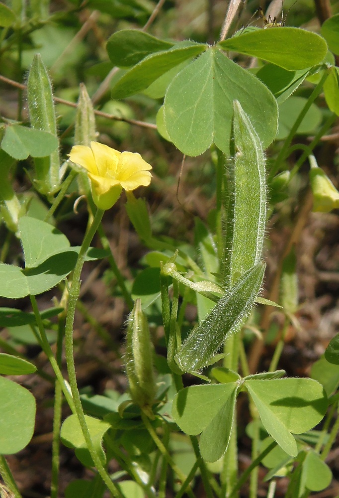 Image of Oxalis stricta specimen.