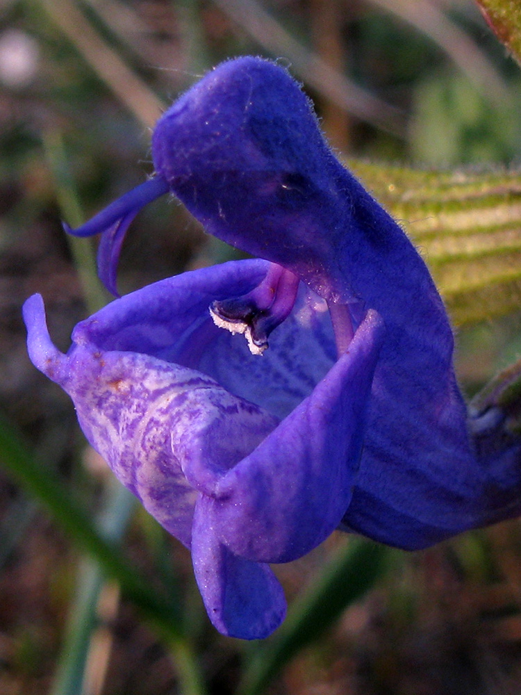 Image of Salvia ringens specimen.