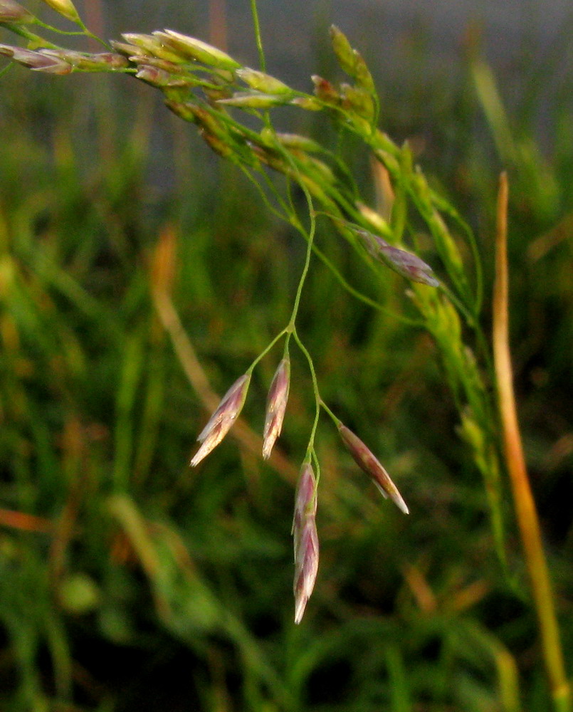 Изображение особи Deschampsia kaschinae.