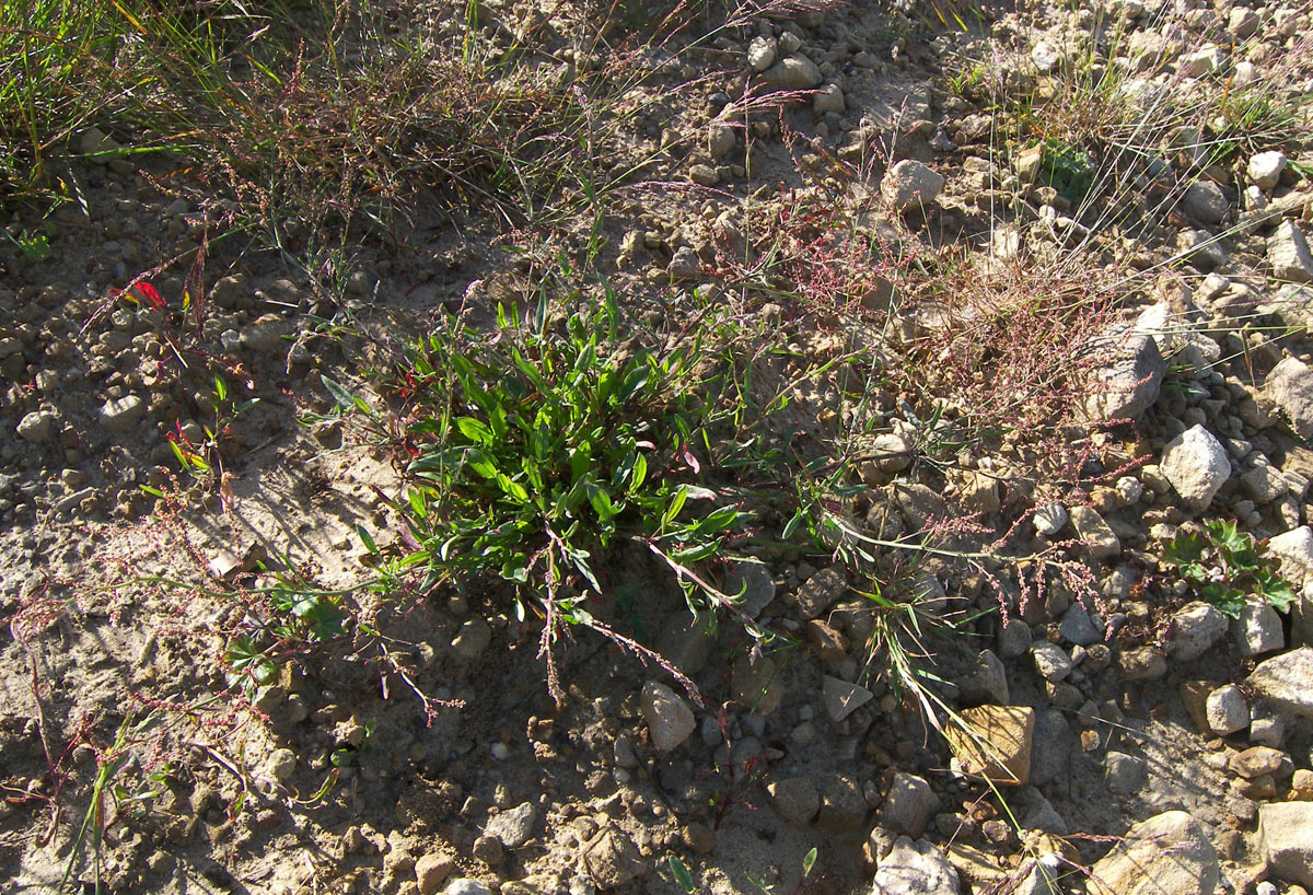 Image of Rumex acetoselloides specimen.