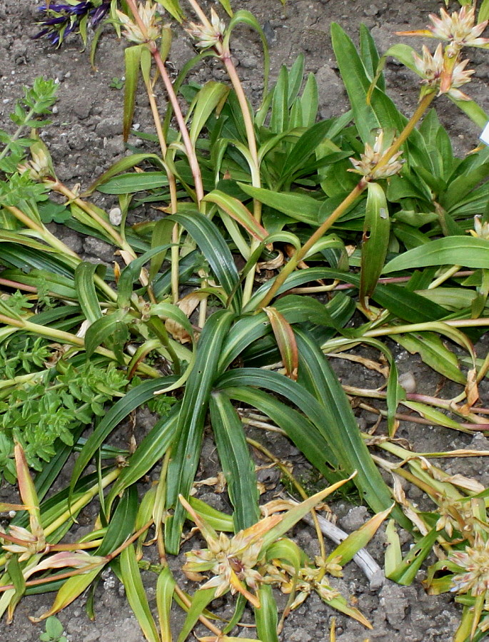 Изображение особи Gentiana walujewii.