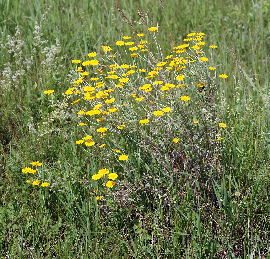 Image of Anthemis tinctoria specimen.