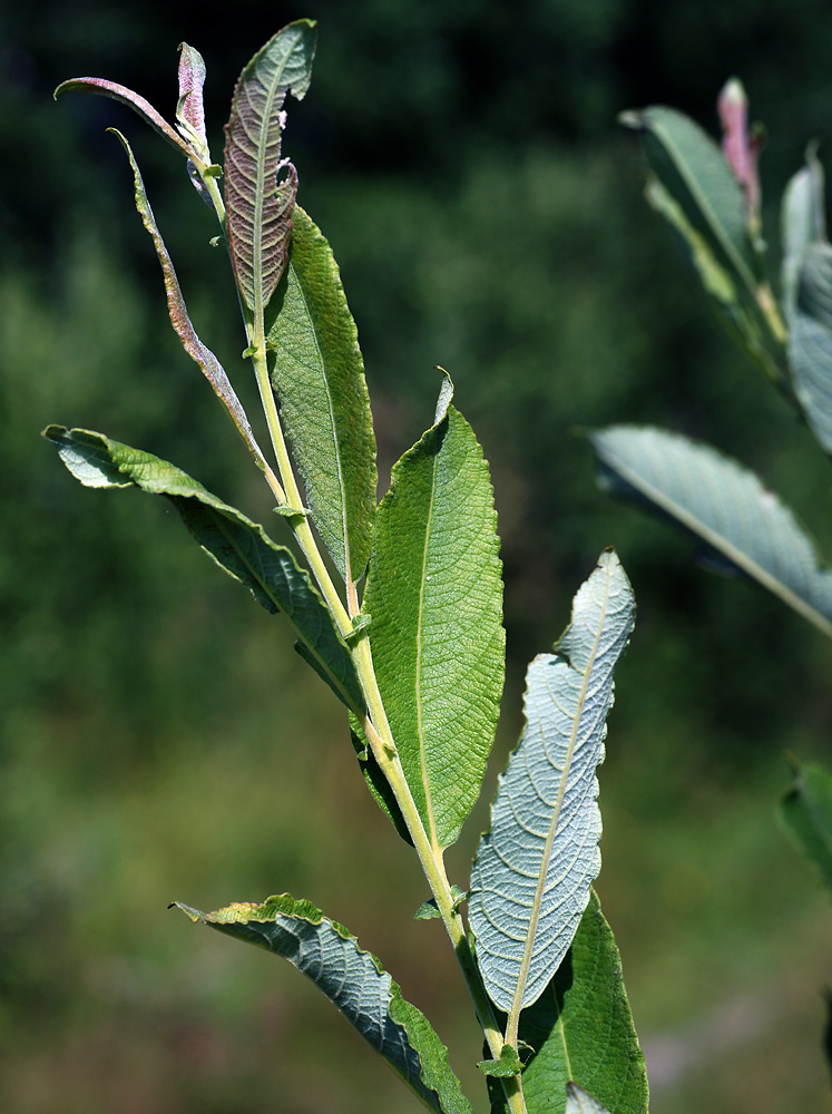 Image of Salix cinerea specimen.