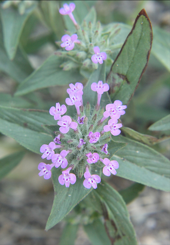 Image of Ziziphora capitata specimen.