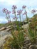 Allium rubens