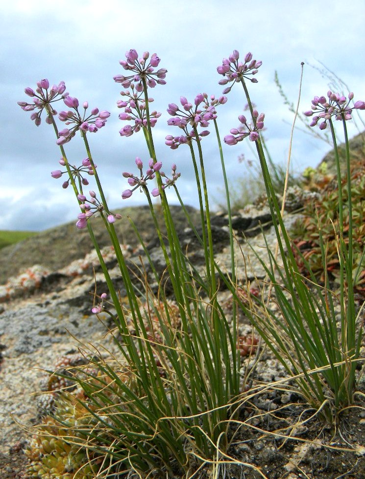 Image of Allium rubens specimen.