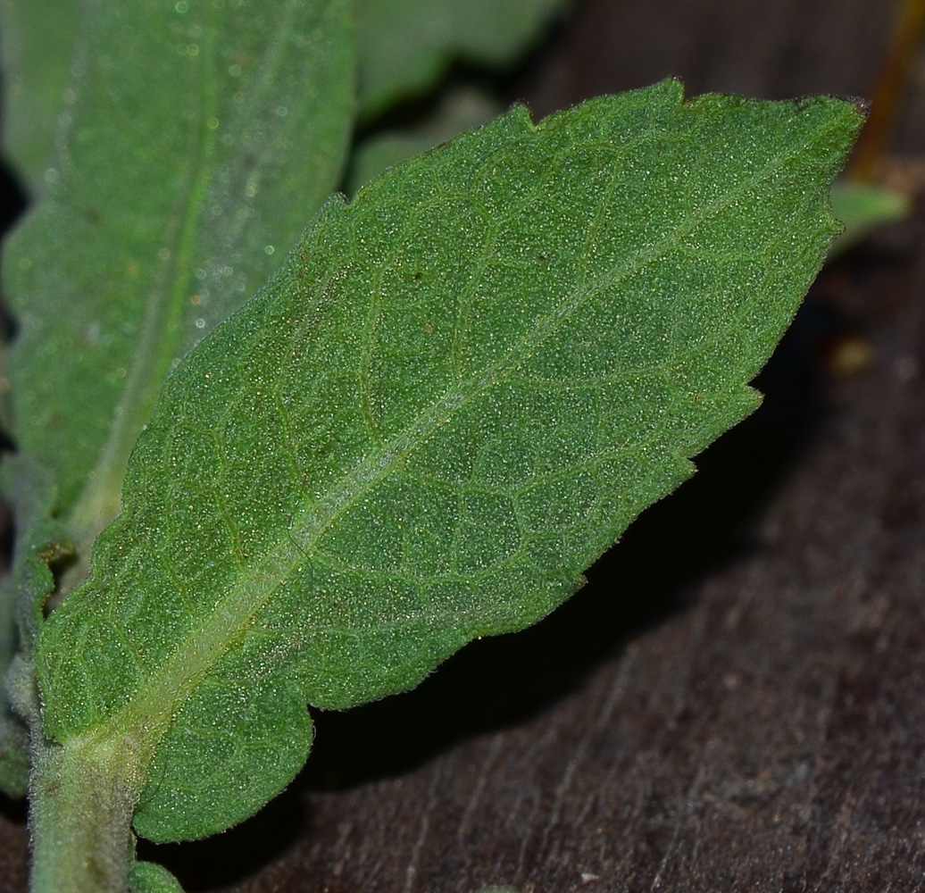 Image of Dittrichia viscosa specimen.