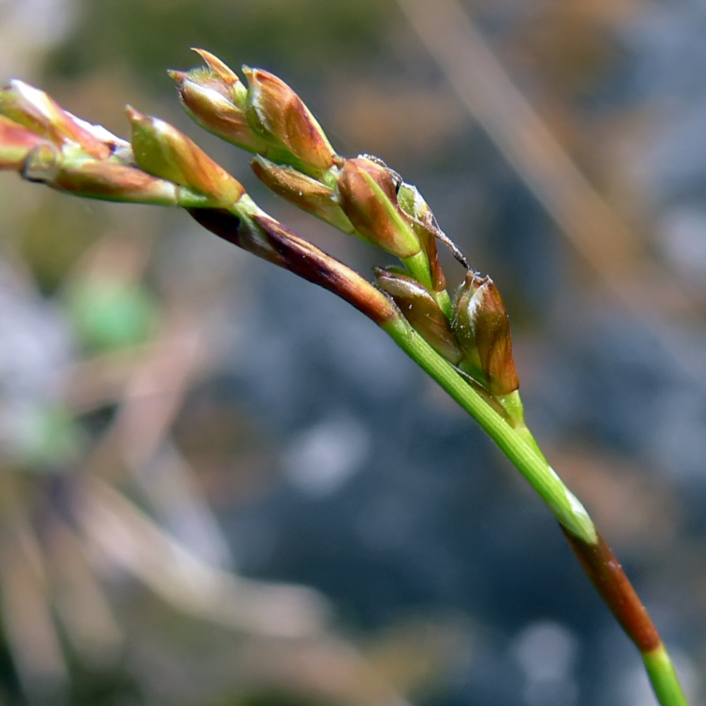 Изображение особи Carex digitata.