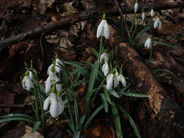 Изображение особи Galanthus nivalis.