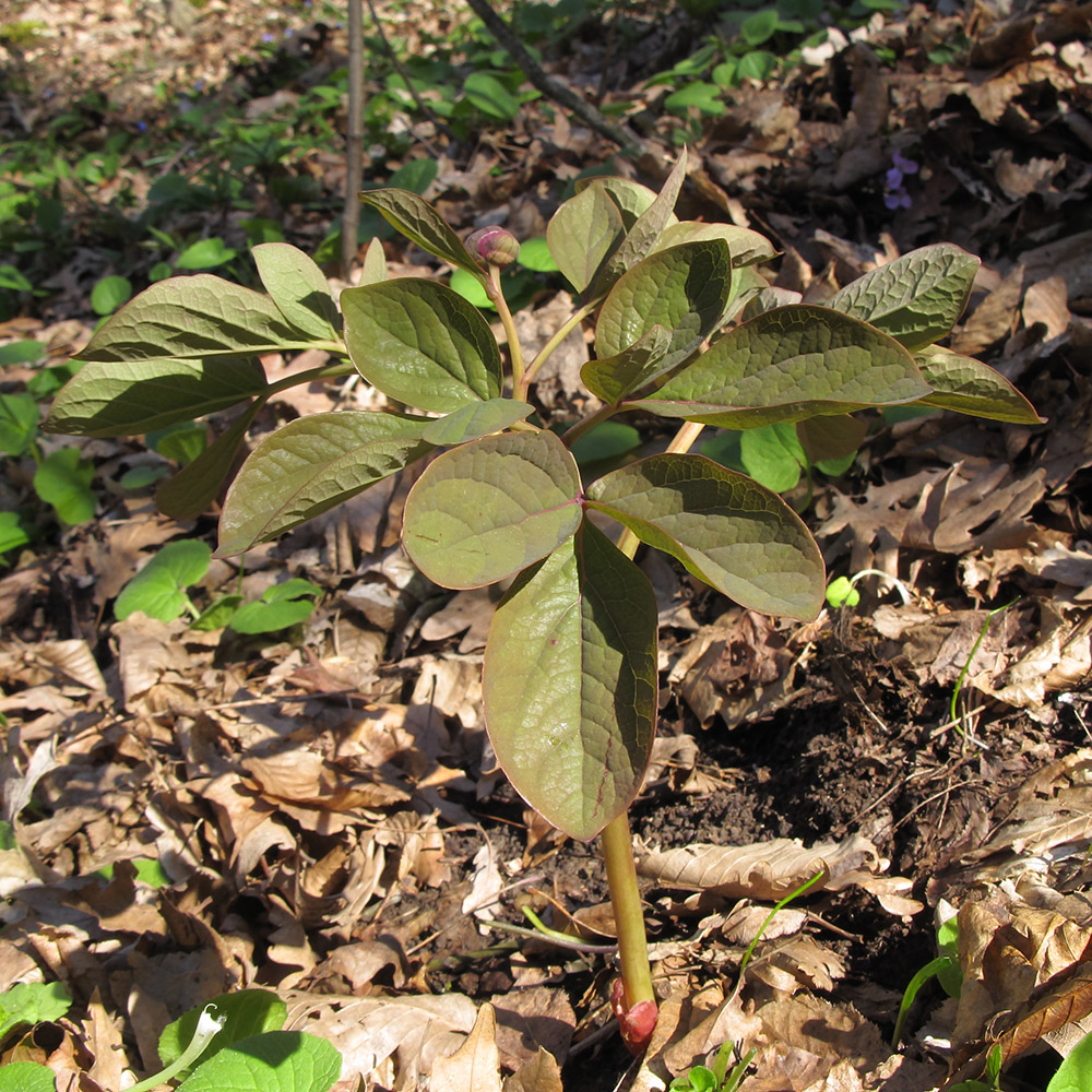 Image of Paeonia caucasica specimen.