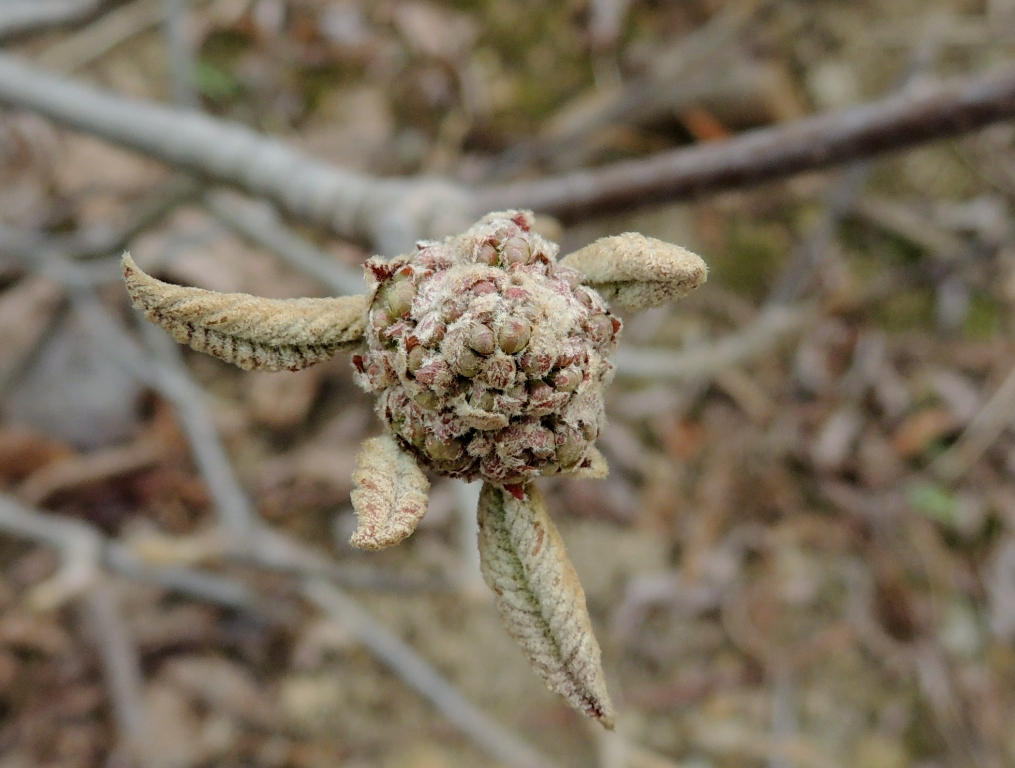 Изображение особи Viburnum furcatum.