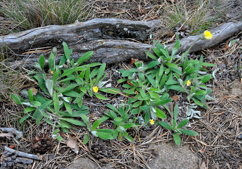 Изображение особи Pilosella officinarum.