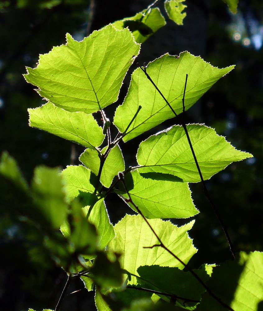 Изображение особи Corylus avellana.