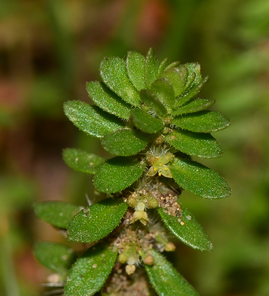 Image of Valantia hispida specimen.