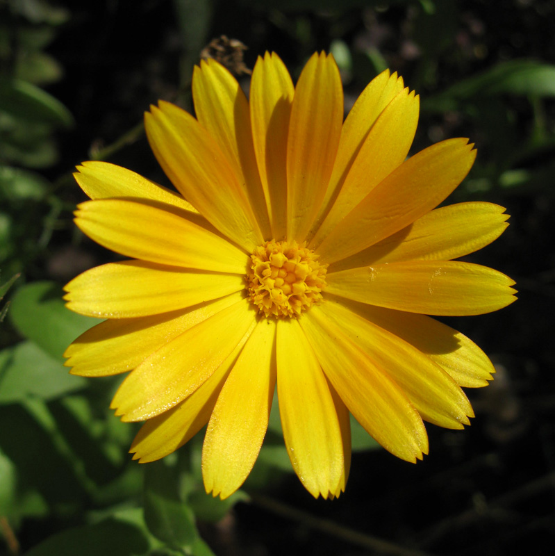 Image of Calendula officinalis specimen.