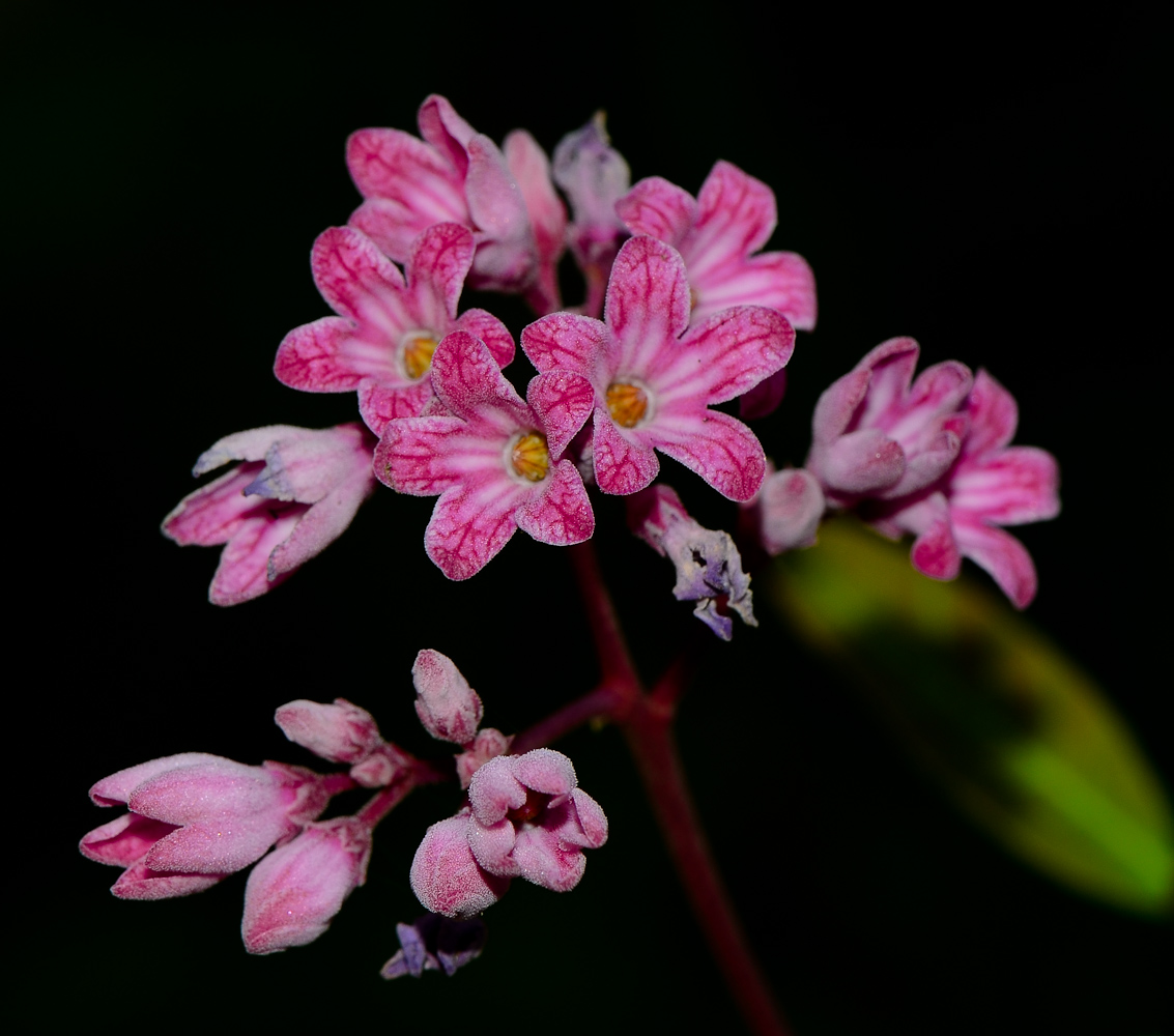 Image of Trachomitum venetum specimen.