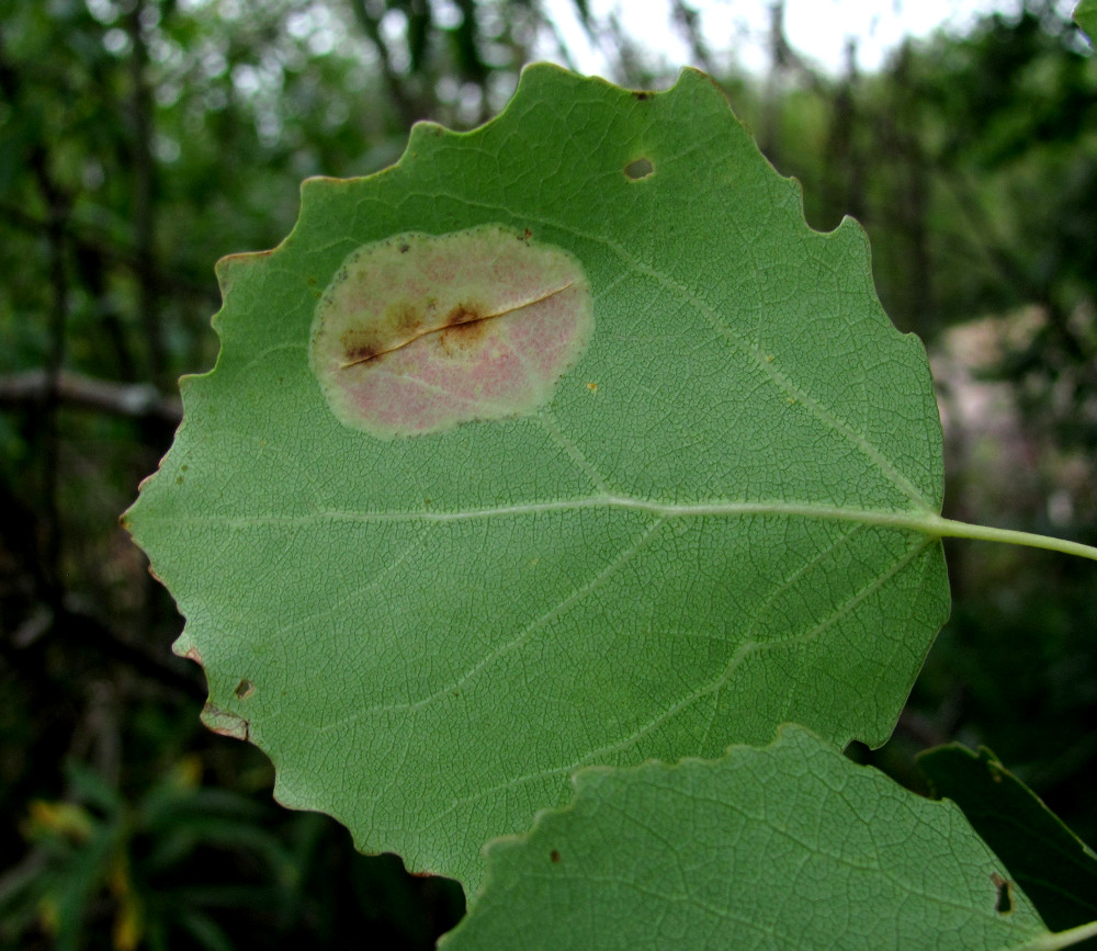 Image of Populus tremula specimen.