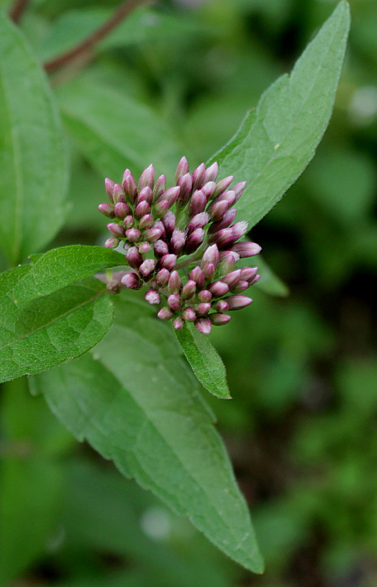 Image of Eupatorium cannabinum specimen.