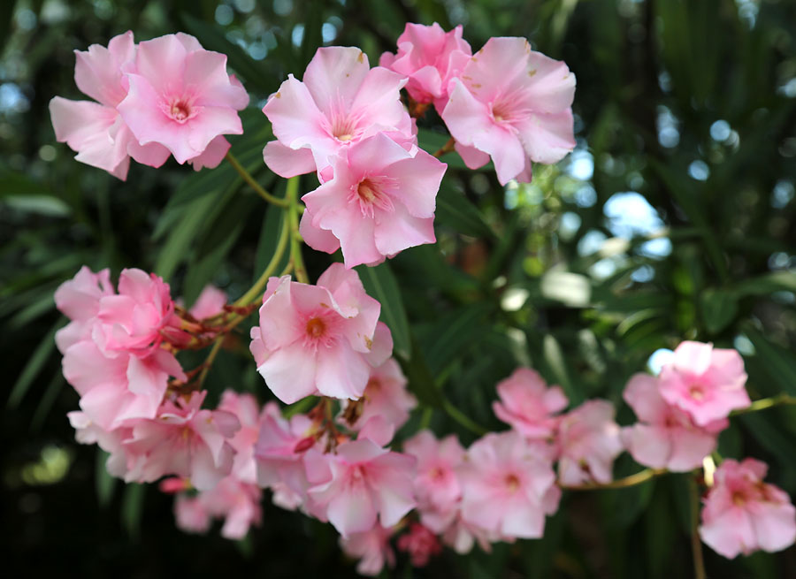 Image of Nerium oleander specimen.