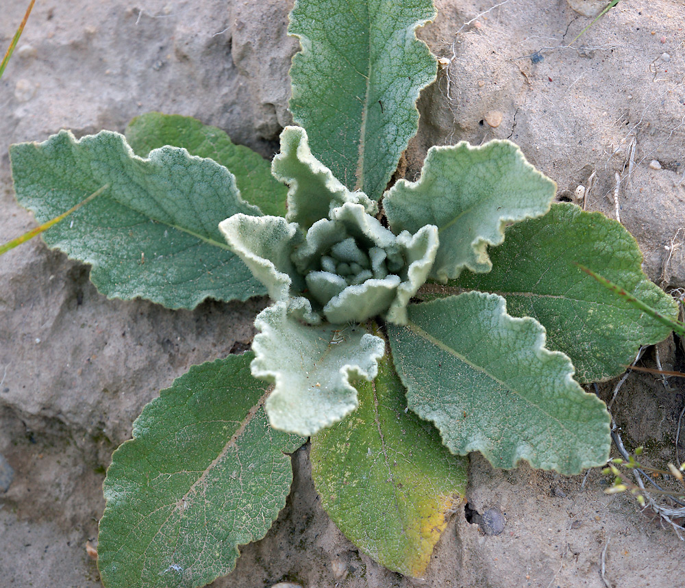 Image of genus Verbascum specimen.