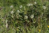 Clematis integrifolia