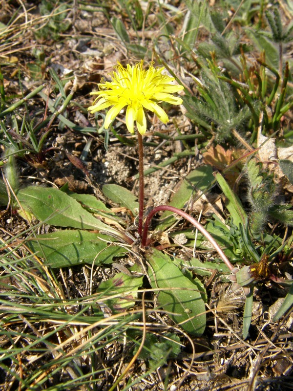 Image of Taraxacum thracicum specimen.