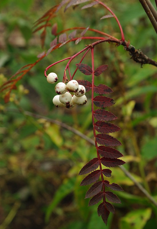 Image of Sorbus koehneana specimen.