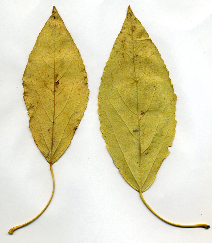 Image of Populus laurifolia specimen.