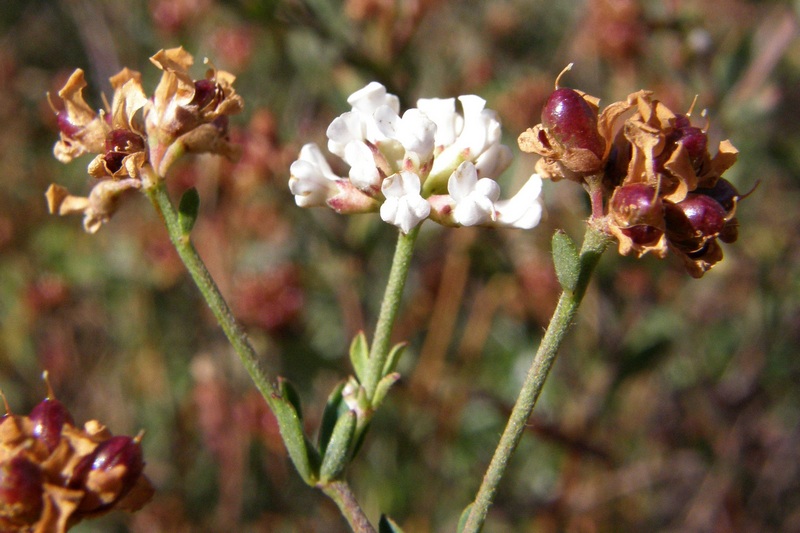 Изображение особи Dorycnium herbaceum.