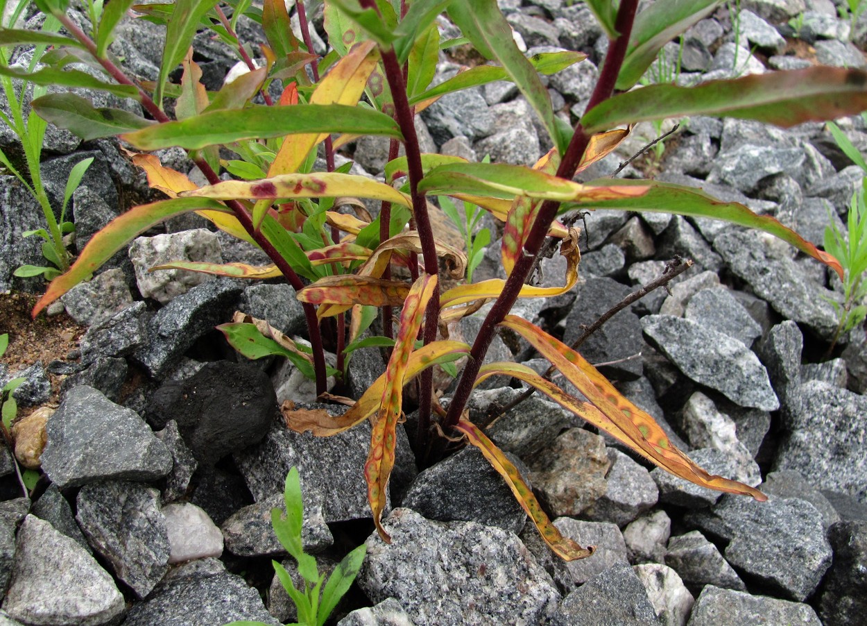 Изображение особи Hieracium umbellatum.