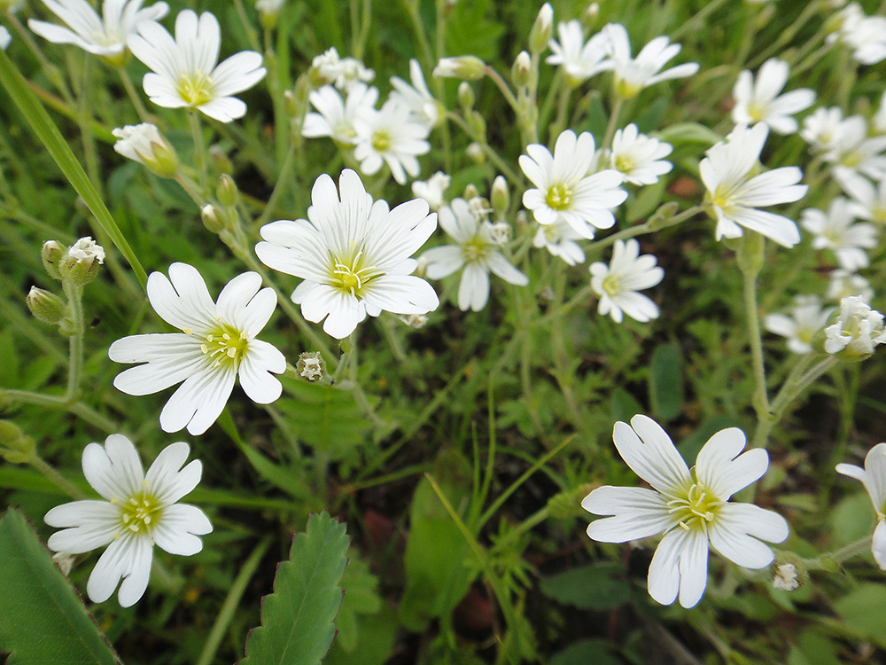 Image of Cerastium arvense specimen.