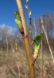 Ribes nigrum. Часть побега с распускающимися почками. Окр. Архангельска, луг. 08.05.2011.