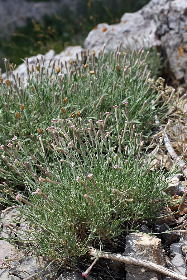 Image of Silene kuschakewiczii specimen.