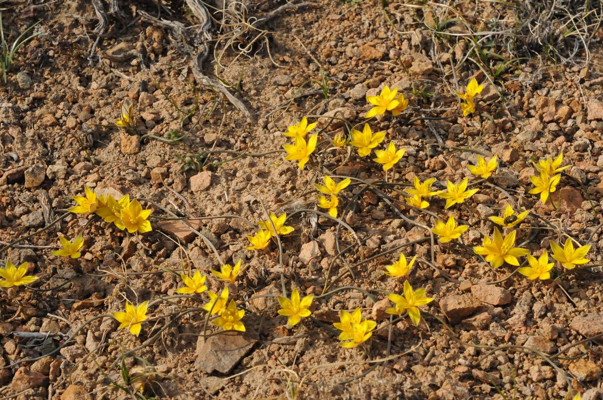 Image of Gagea setifolia specimen.