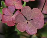 Oxalis stricta. Лист в утренней росе. Московская обл., Раменский р-н, окр. дер. Хрипань, садовый участок. 23.08.2015.