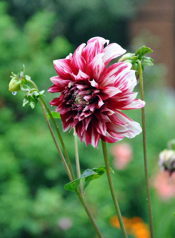 Image of Dahlia &times; cultorum specimen.