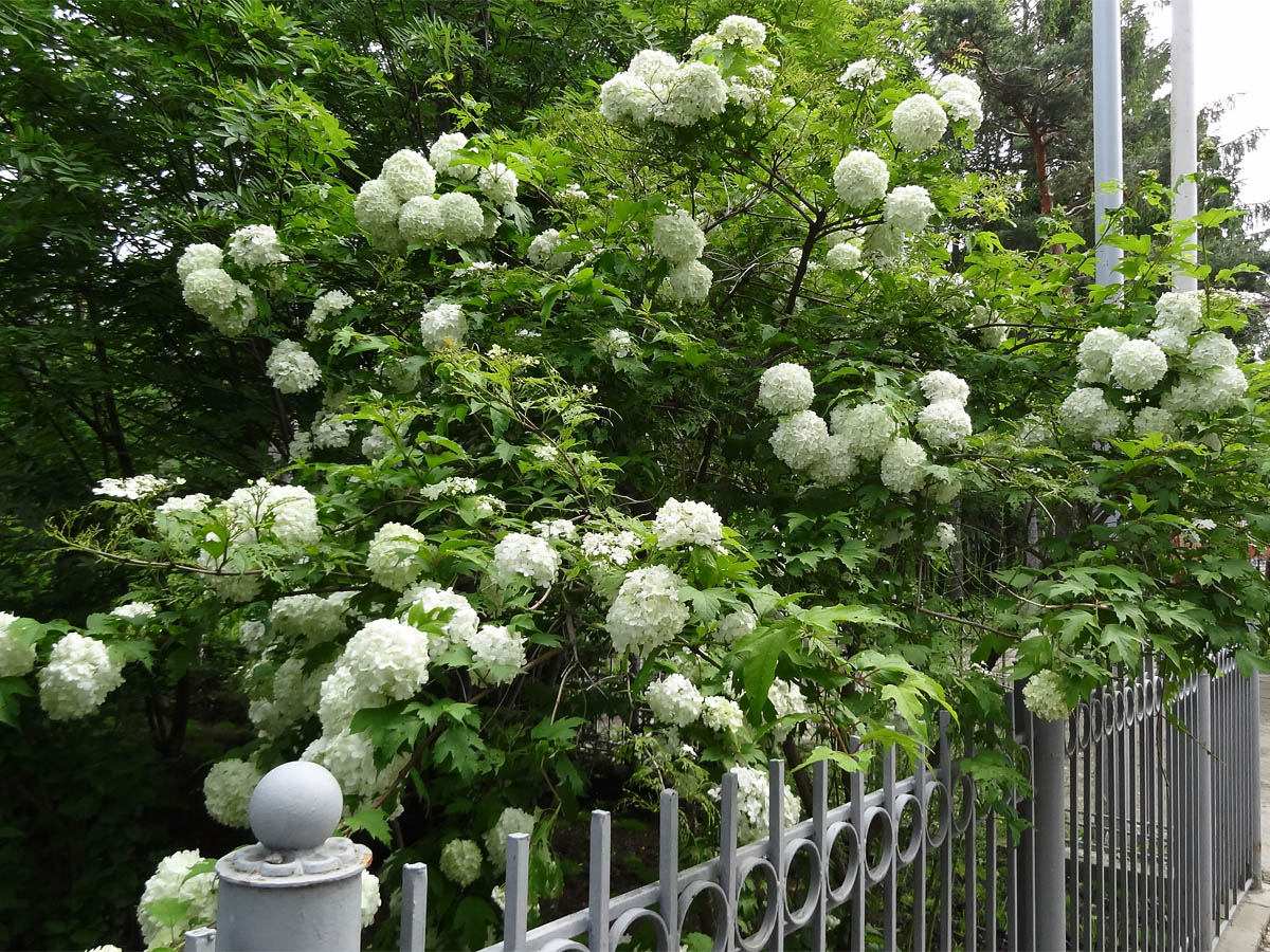 Изображение особи Viburnum opulus f. roseum.