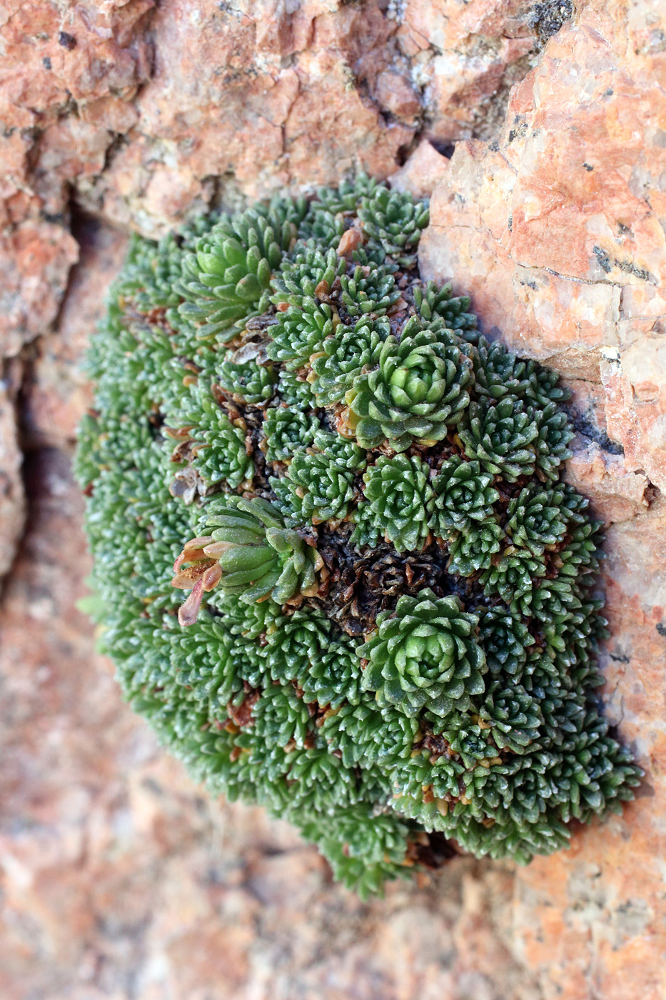 Image of Saxifraga alberti specimen.