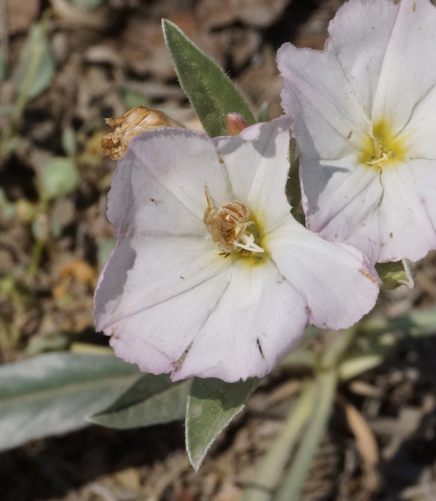 Image of Convolvulus lineatus specimen.