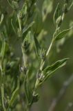 Lithospermum officinale