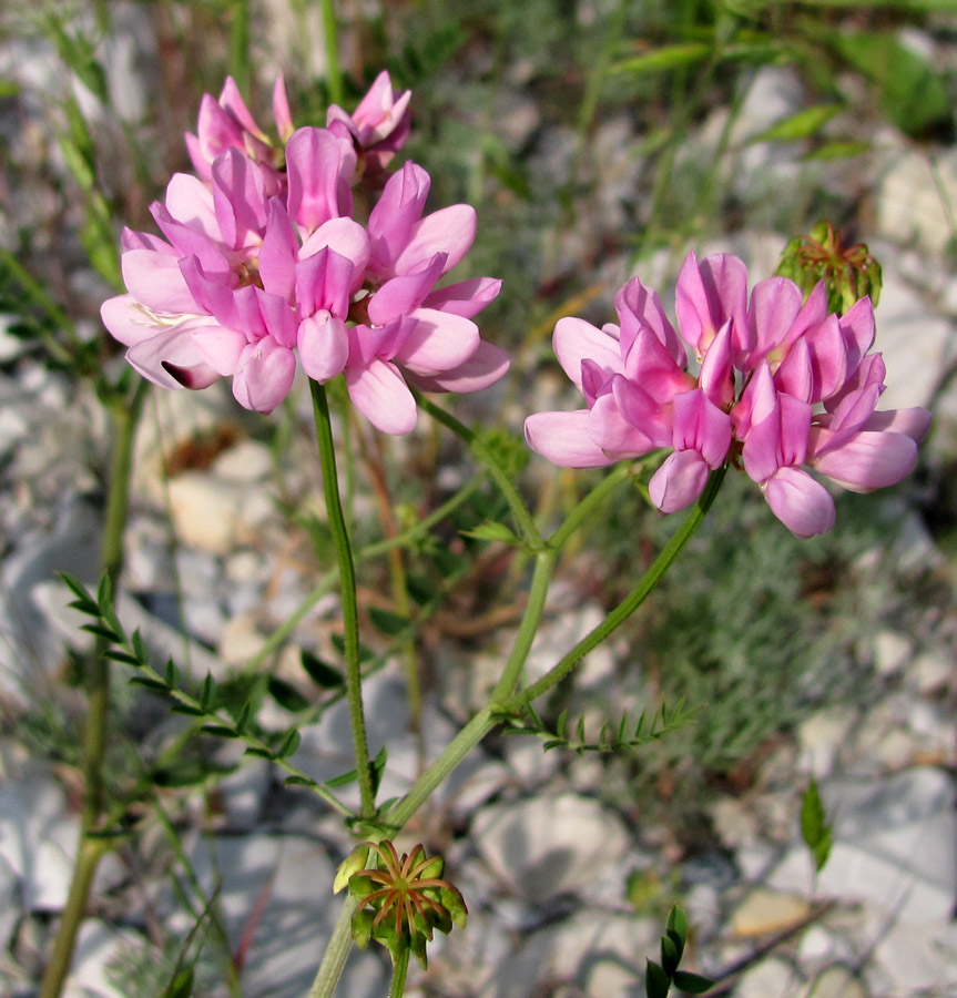 Image of Securigera varia specimen.