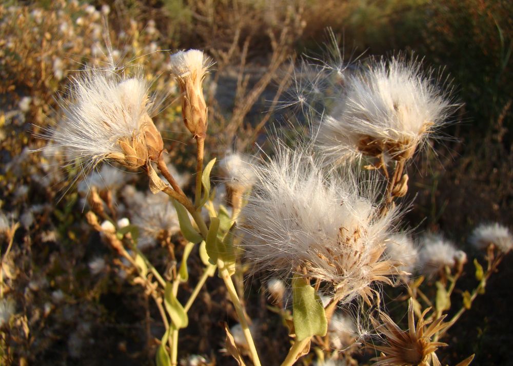 Изображение особи Karelinia caspia.