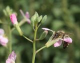 Raphanus sativus. Часть соцветия с собирающей нектар пчелой медоносной (Apis mellifera L.). Восточный Казахстан, Уланский р-н, с. Украинка, дачный участок. 25.08.2008.