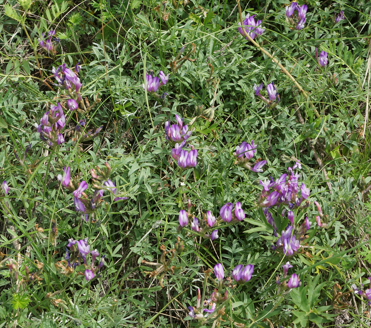 Image of Astragalus stenoceras specimen.