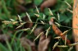 Festuca pratensis. Часть соцветия. Костромская обл., Судиславский р-н, окр. дер. Антипино, обочина автодороги. 26.09.2015.