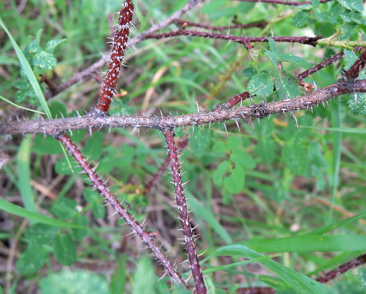 Image of Rosa spinosissima specimen.