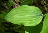 Polygonatum glaberrimum. Лист (верхняя сторона). Республика Адыгея, г. Майкоп, южная окраина города, дубово-грабово-буковый лес. 17.04.2016.