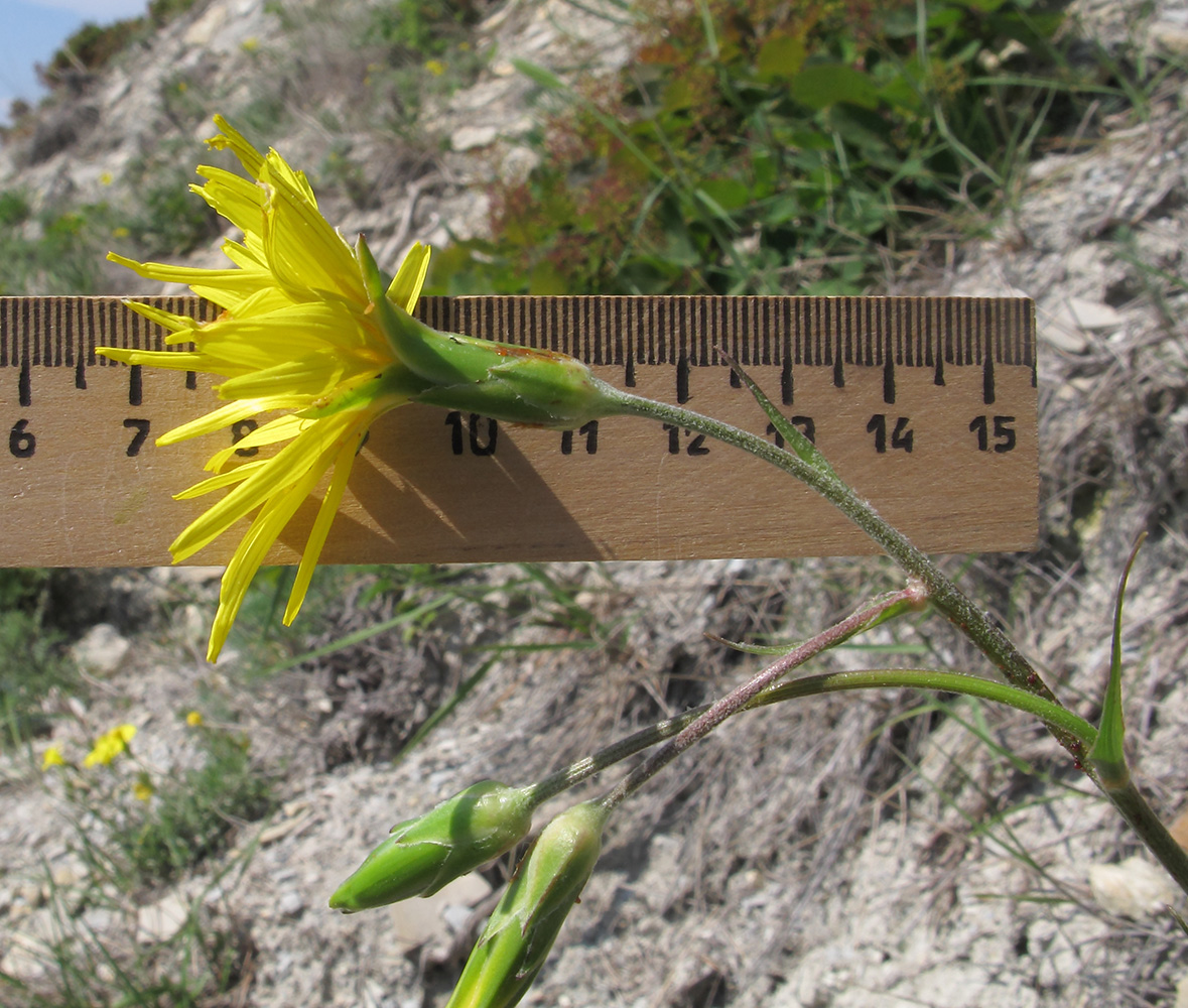 Image of Scorzonera stricta specimen.