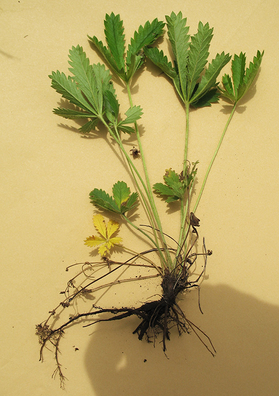 Image of Potentilla humifusa specimen.